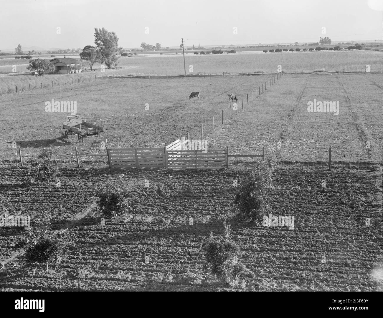 Rural rehabilitation, Tulare County, California. Productive dairy farm replaces unsuccessful fruit orchard. Family had been on relief. They were reestablished by a plan of farm operation which involved removing the trees for permanent cow pasture, and cash loan of money necessary for new start (Farm Security Administration-FSA). Stock Photo