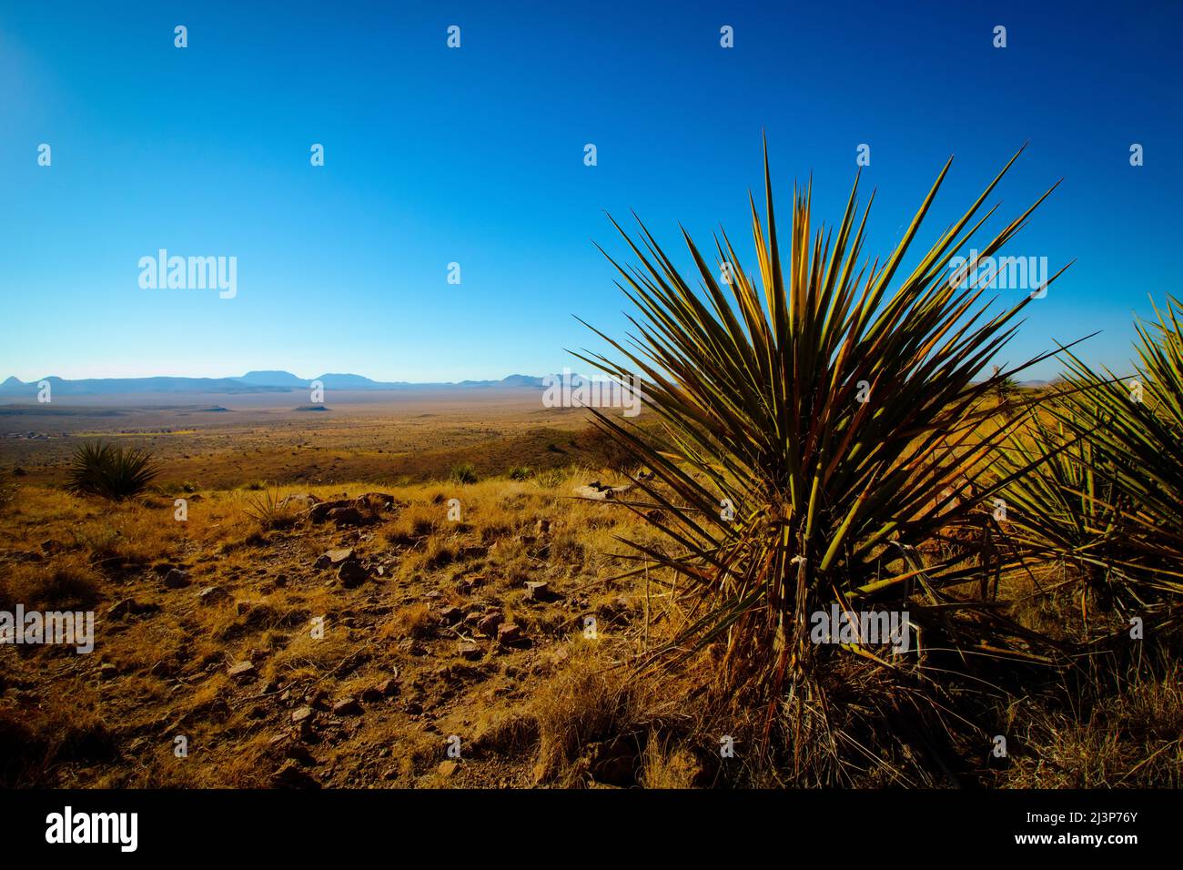 Blue sky and Cactus Succulent Landscape in the Fort Davis Mountains in Texas Stock Photo