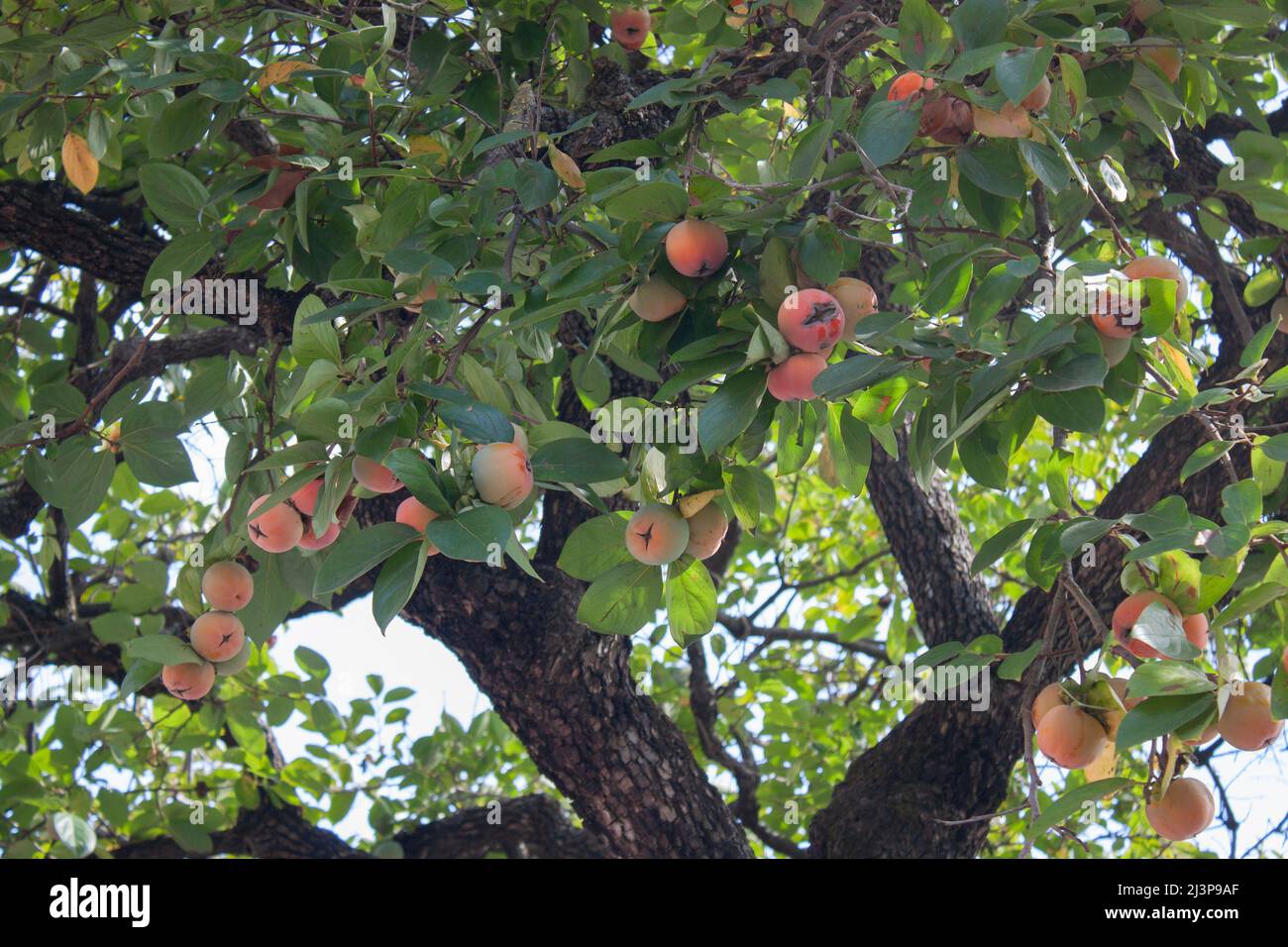 Persimmon tree is bearing fruit. Tree with edible fruit, selective