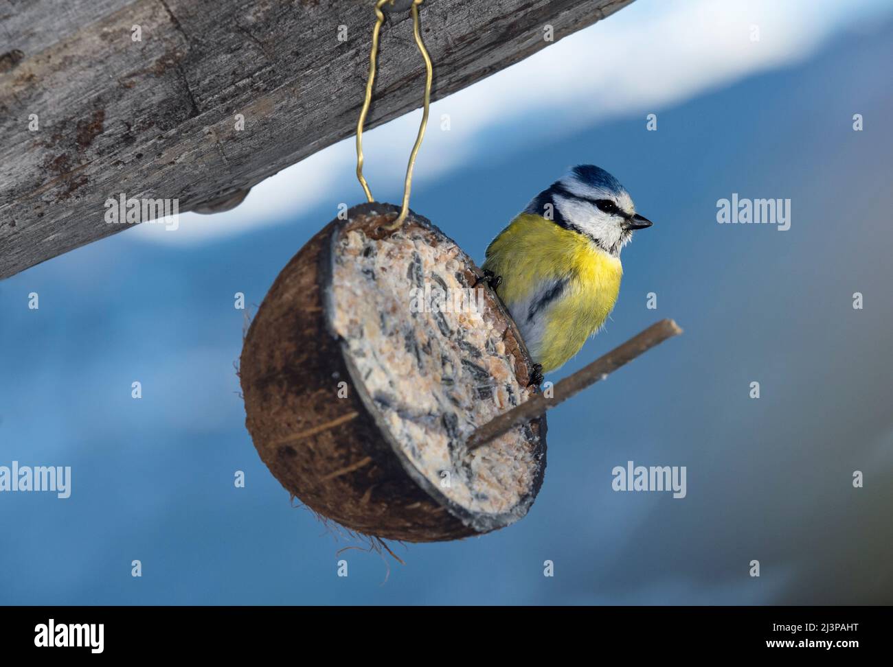 Blue tit (Cyanistes caeruleus) at a bird feeder made of a coconut shell in winter time, Valais, Switzerland Stock Photo