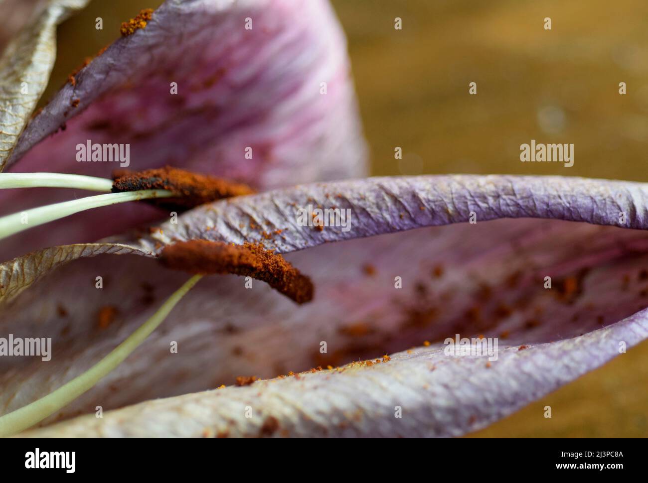 dying lily petals and stamens with pollen Stock Photo