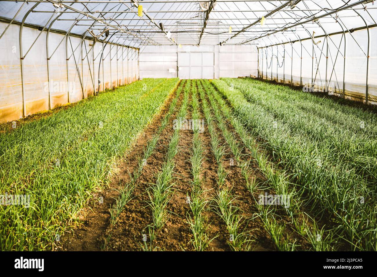 green onions growing in greenhouse Stock Photo - Alamy