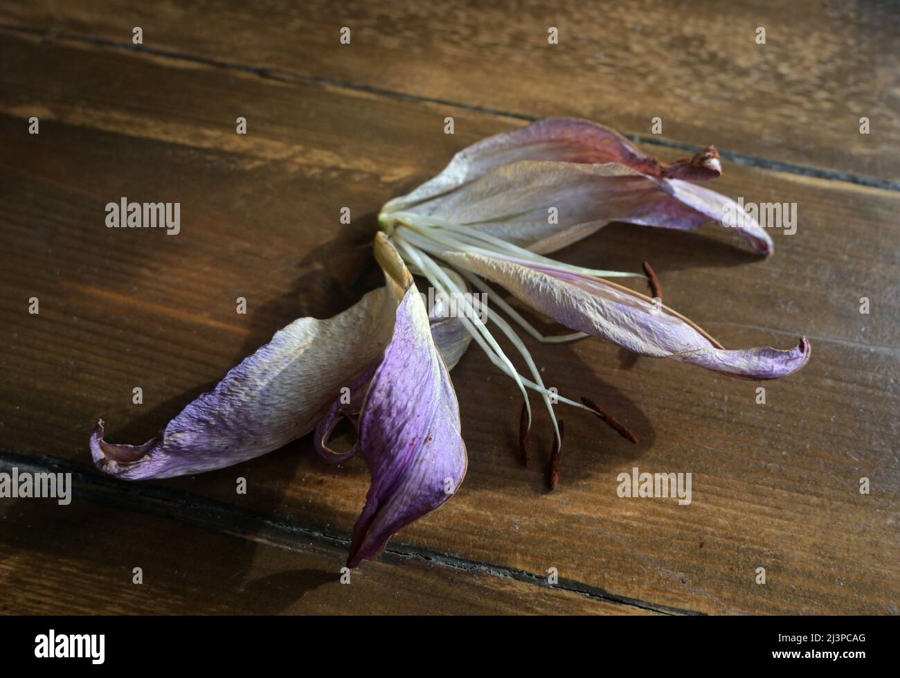 dying lily flower Stock Photo