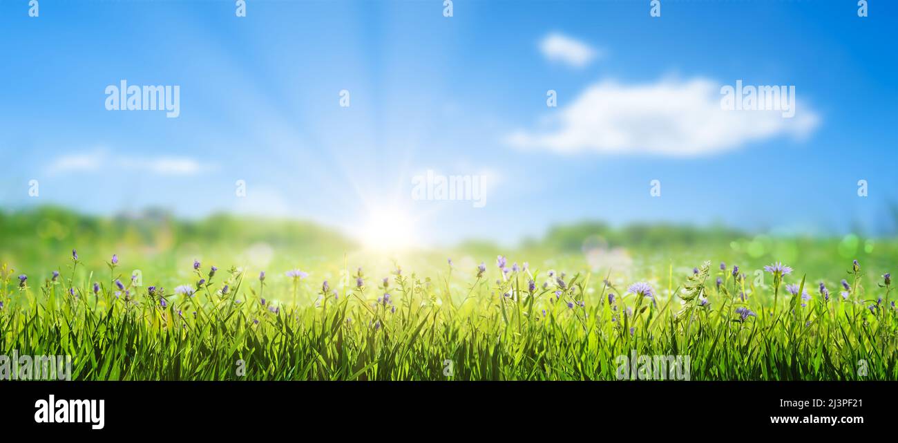 Spring landscape wild flowers hi-res stock photography and images - Alamy