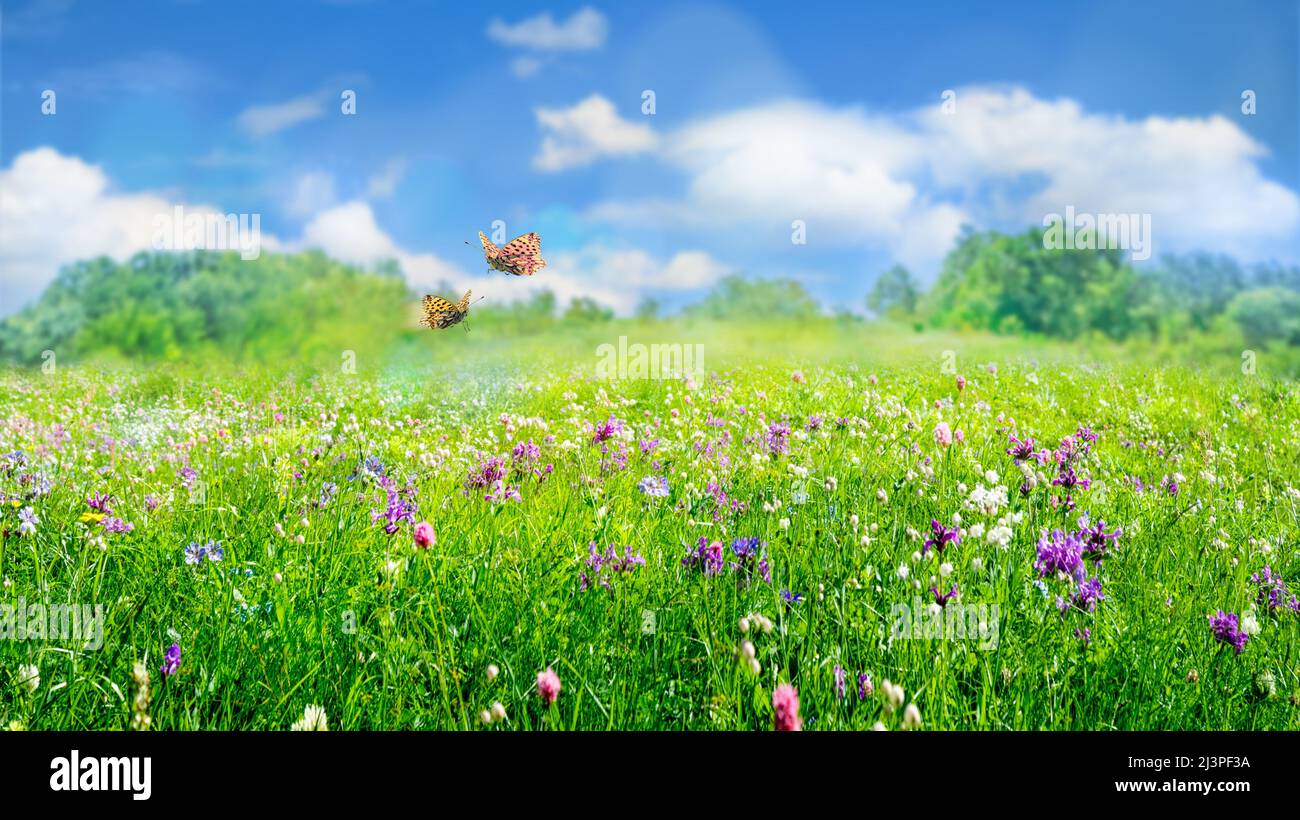 green grass and wild flowers in field, natural landscape background in ...