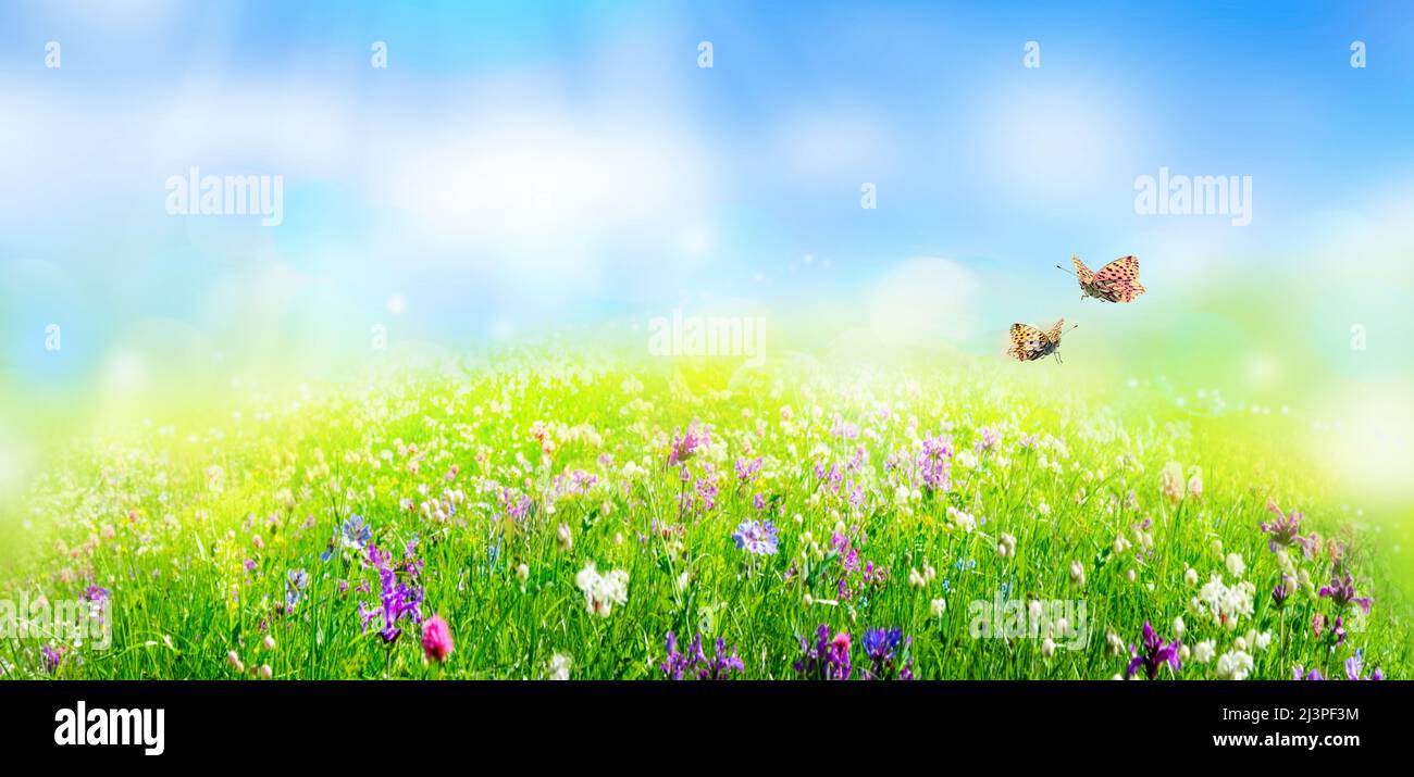 green grass and wild flowers in field, natural landscape background in ...