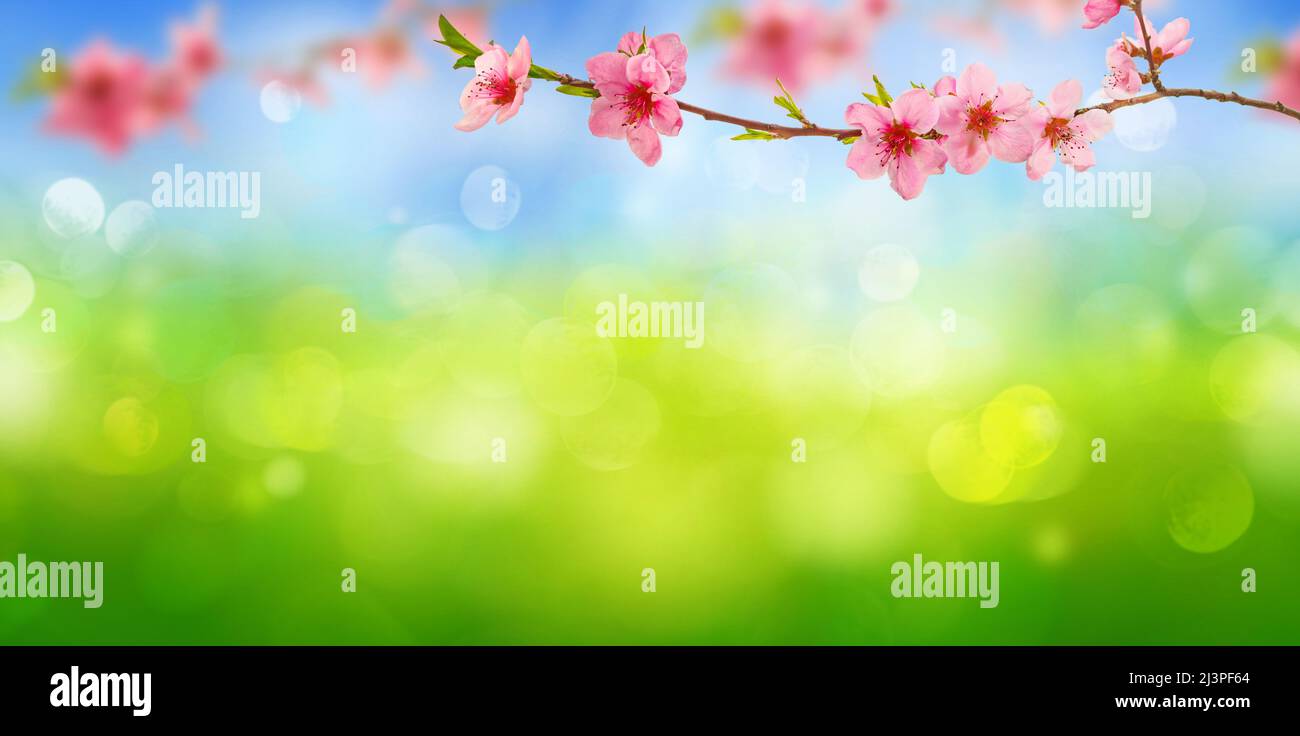 Spring background with pink cherry blossoms branches Stock Photo - Alamy