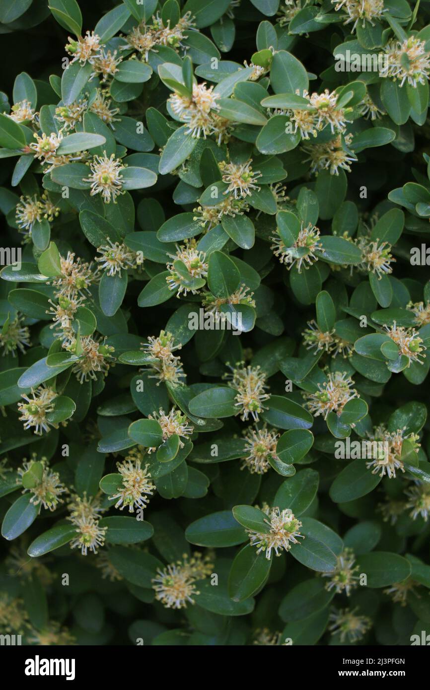 After bloom Yellow Buxus flowers. Blooming boxwood. Buxus sempervirens. Stock Photo