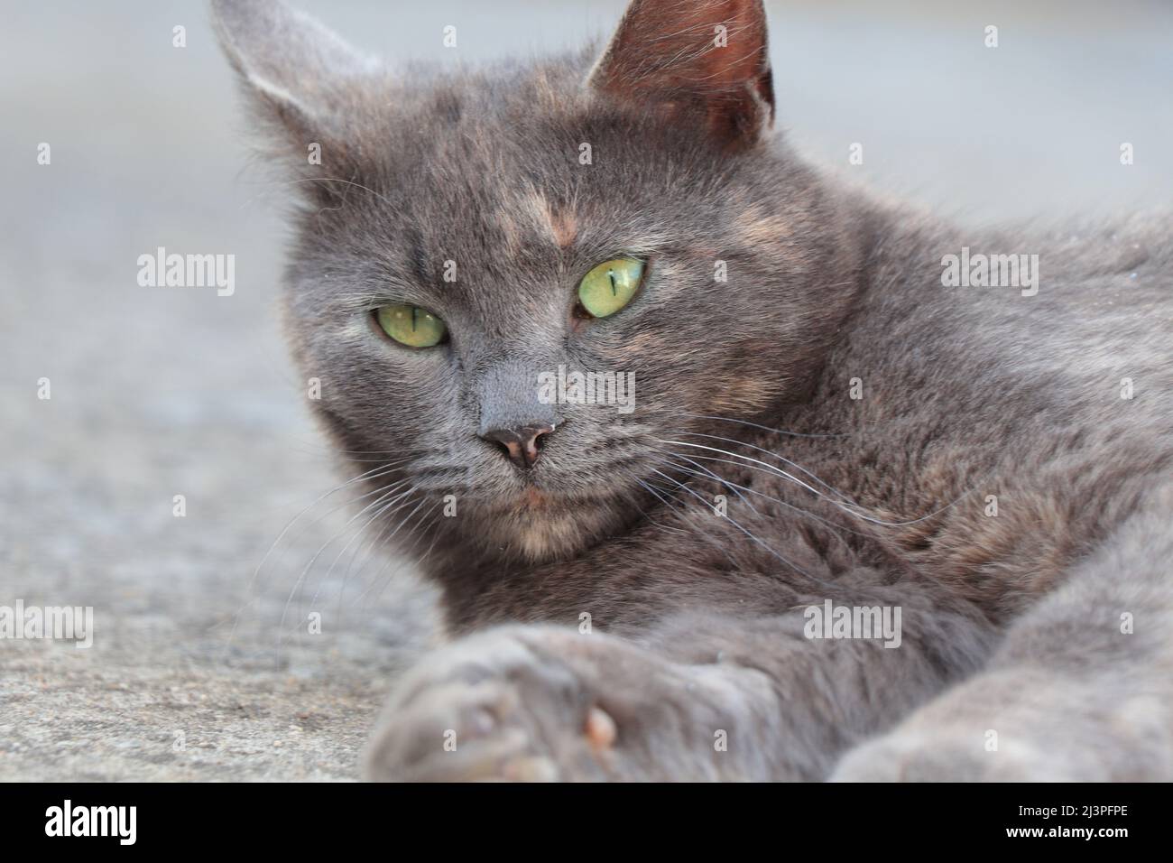 Lying Gray cat with green eyes, looking ahead Stock Photo