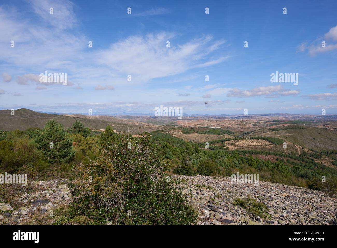 A lush forest with wild vegetation under a blue sky with some white ...