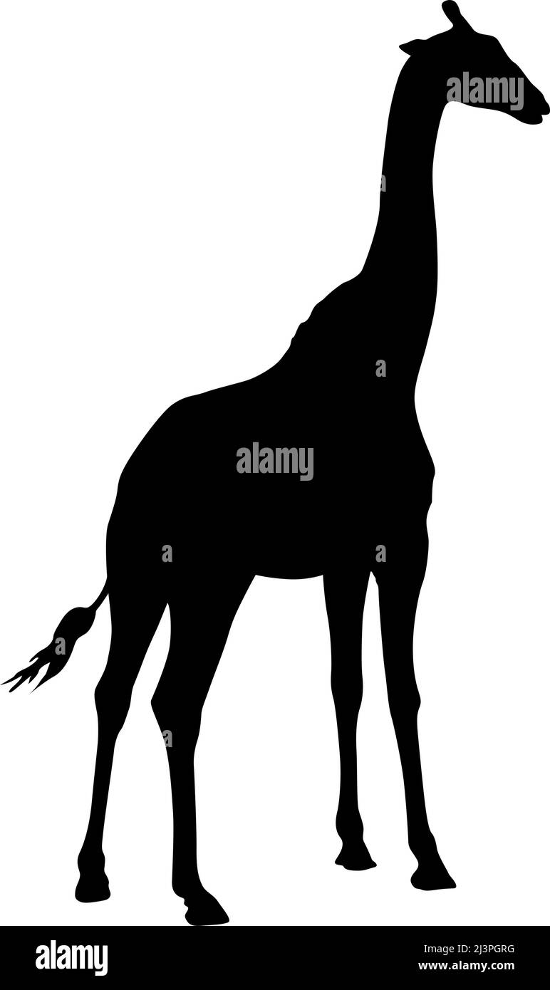 Silhouette of a high African giraffe on a white background Stock Vector ...
