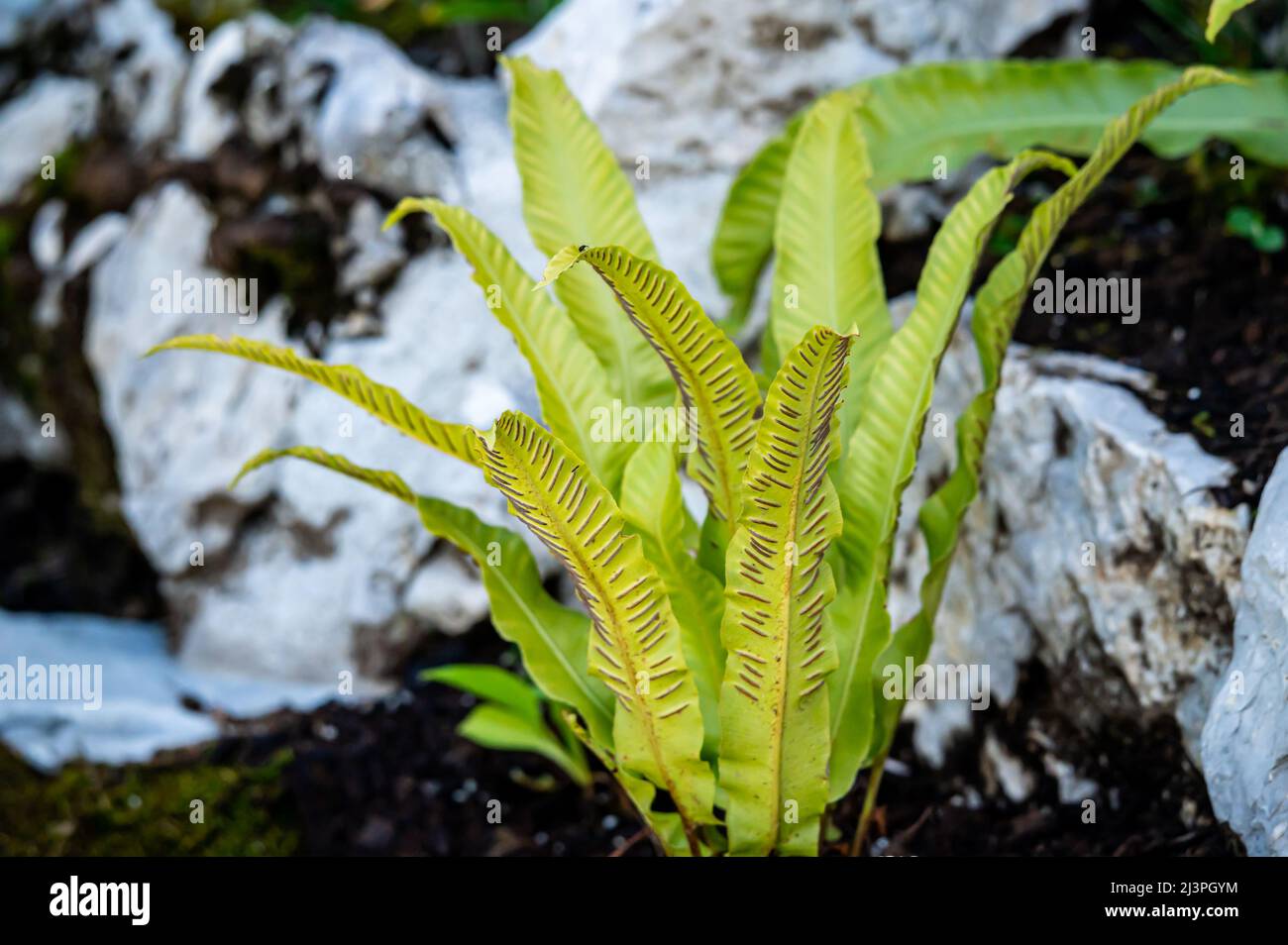 Sporangia on fern. Groupes de sporanges on fern leaves. Reproduction of olypodiopsida or Polypodiophyta. Beauty in nature. Stock Photo