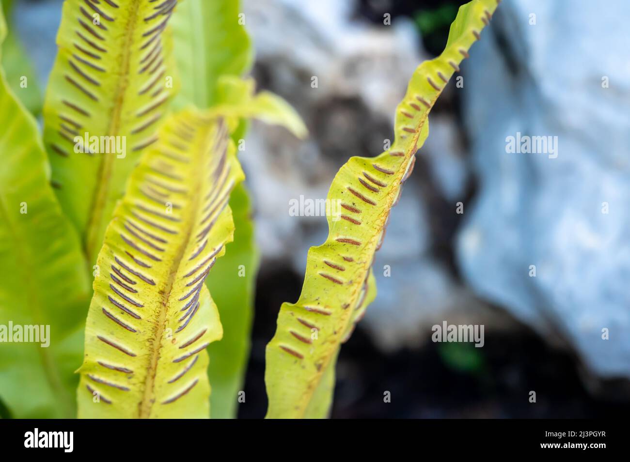 Sporangia on fern. Groupes de sporanges on fern leaves. Reproduction of olypodiopsida or Polypodiophyta. Beauty in nature. Stock Photo