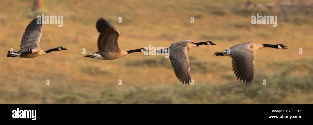 Four Canada Geese Fly In A Line across Hayden Valley in Yellowstone Stock Photo