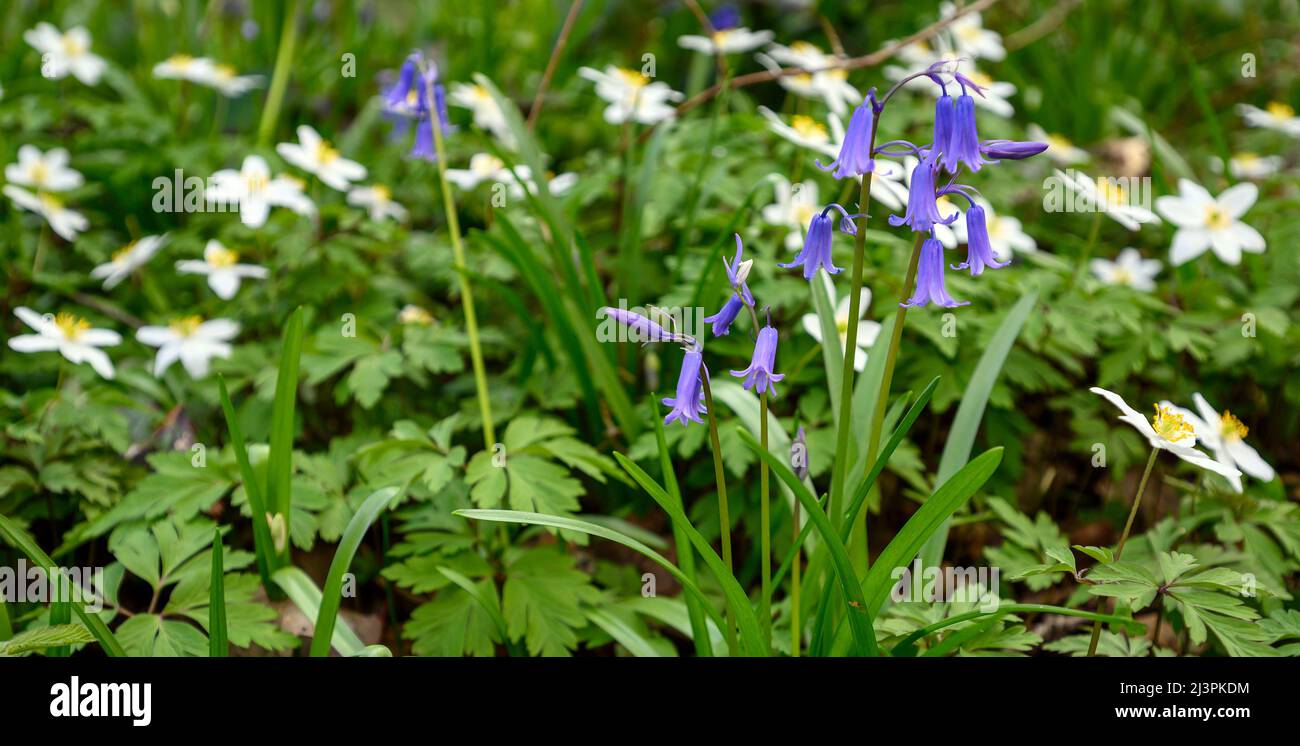 Dulwich, London, UK: Bluebells (Hyacinthoides non-scripta) and wood anemone (Anemone nemorosa) in Sydenham Hill Wood. Stock Photo