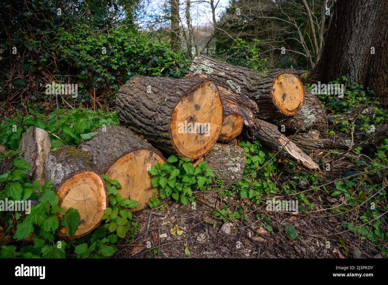 A pile of sawed logs in a wood with nettles and ivy. A scene of man's involvement in the natural environment. Stock Photo