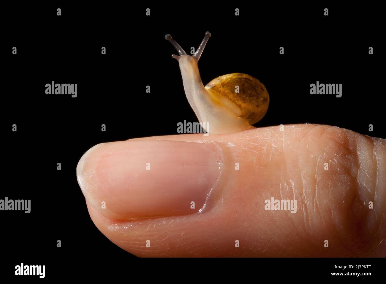 Schnecke auf kleinem Finger Stock Photo