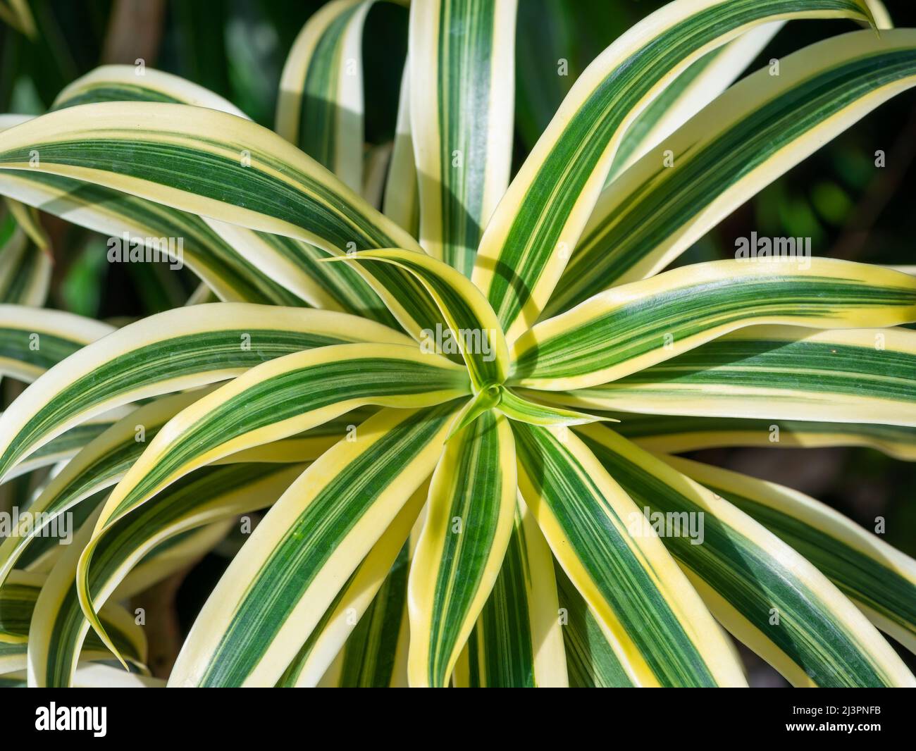 Dracaena 'Lemon Lime'