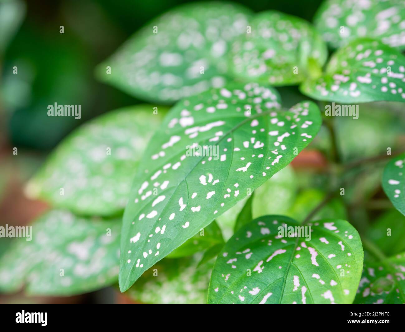 Detail with Hypoestes phyllostachya, the polka dot plant ornamental plant. Green leaves with white spots Stock Photo
