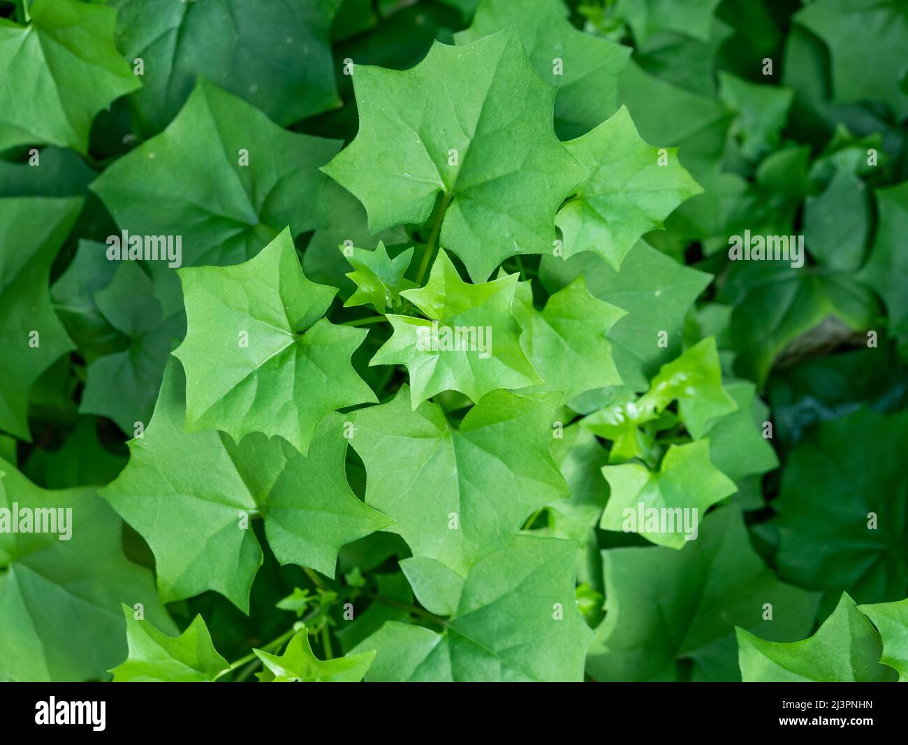 Close up detail with green leaves foliage of Delairea odorata also known as cape ivy or german ivy Stock Photo