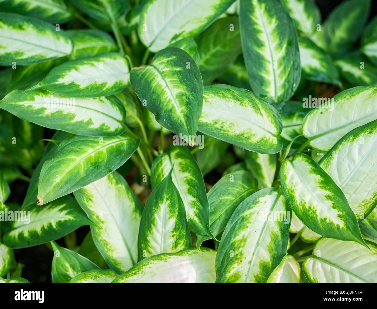 Close up with the foliage of the ornamental plant Dieffenbachia seguine, also known as dumbcane or tuftroot. Aglaonema pseudobracteatum green leaves Stock Photo