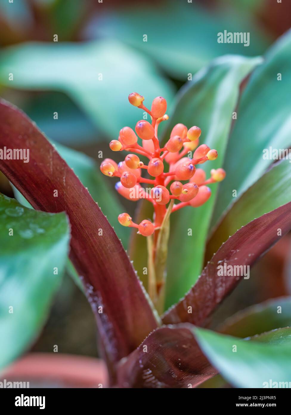 Close up detail with Aechmea miniata red small flower, part of Bromeliaceae family Stock Photo