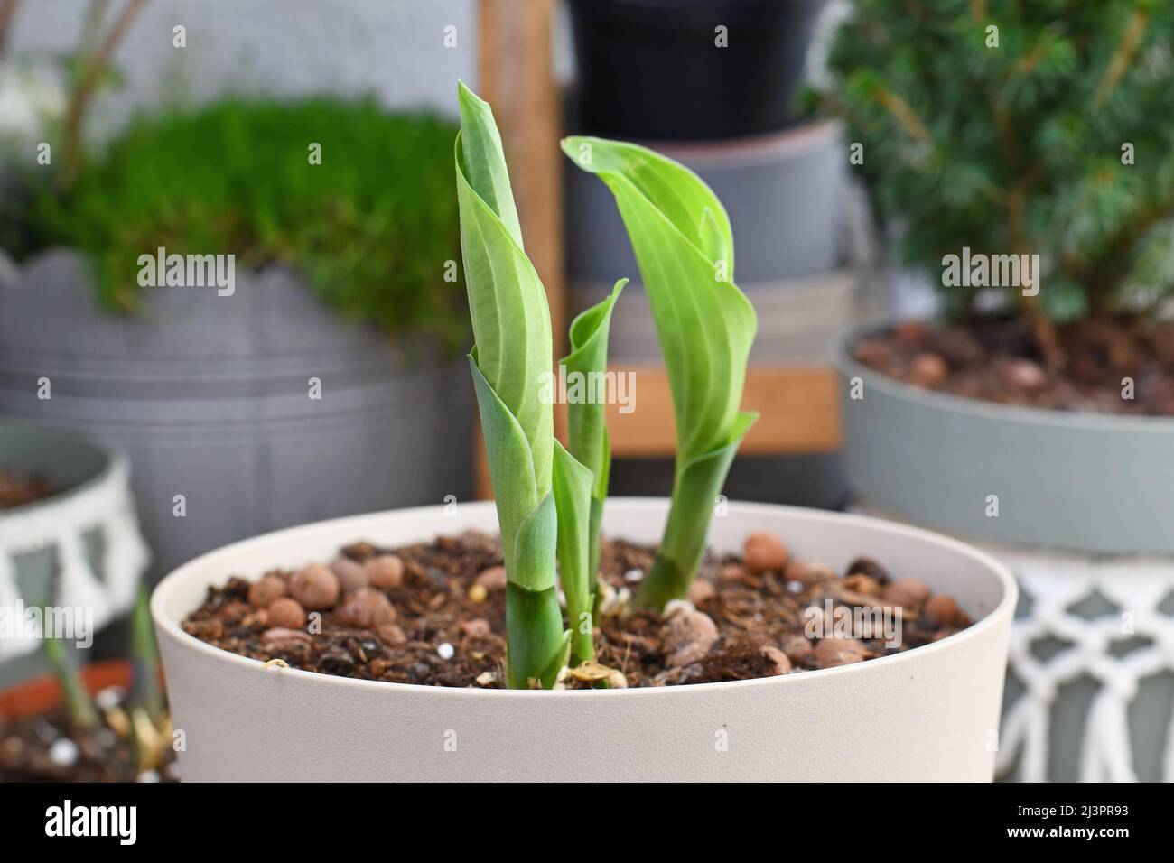 New shoots of hosta plant growing out of pot in early spring Stock Photo