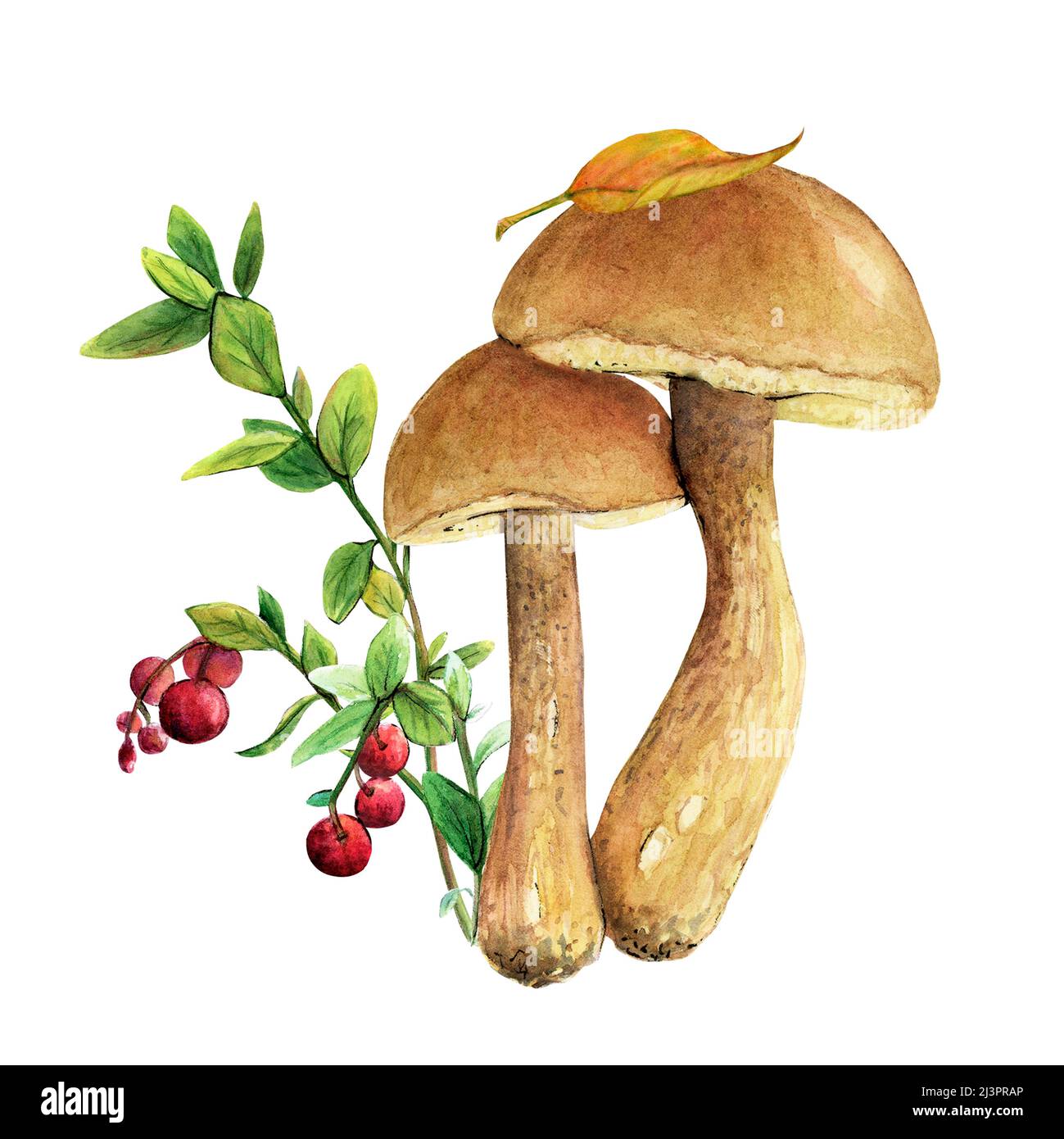 Watercolor illustration of a mushroom - a boletus with litters and a brown cap. Stock Photo
