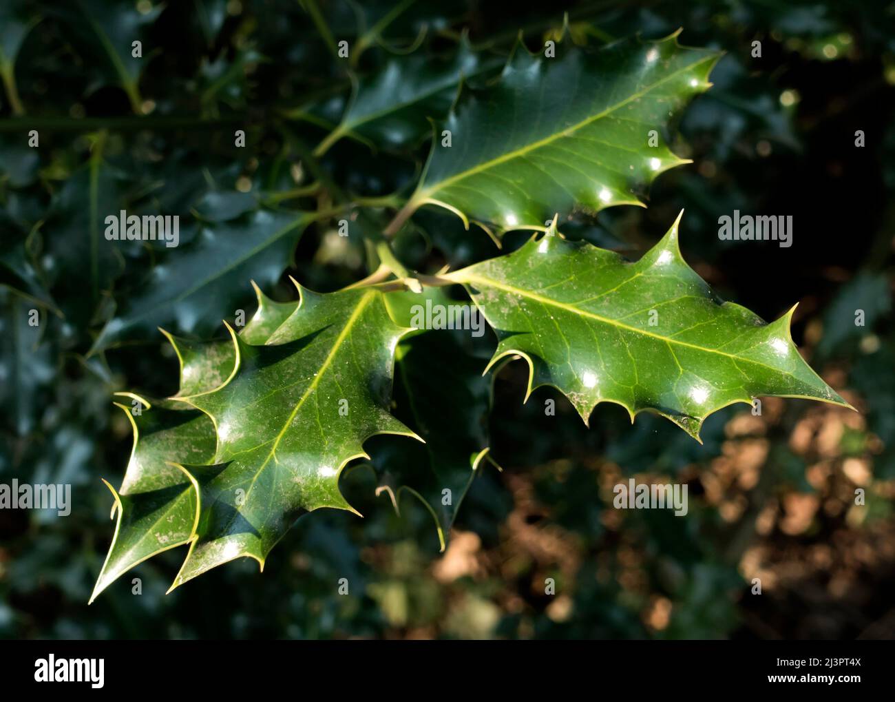 Holly leaves Stock Photo