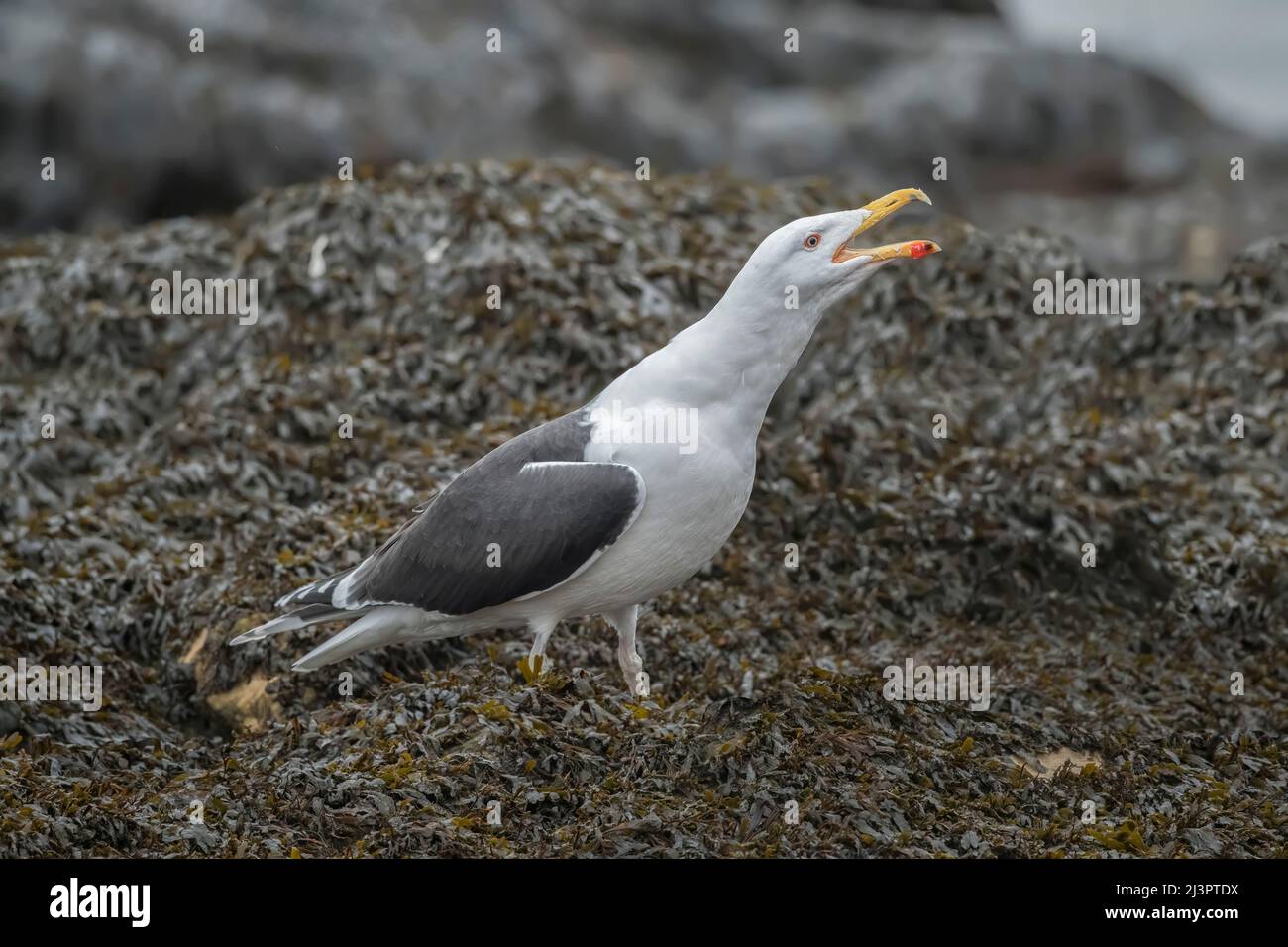Lesser black-backed gull squawking on a seaweed covered rock in the winter in Scotland Stock Photo