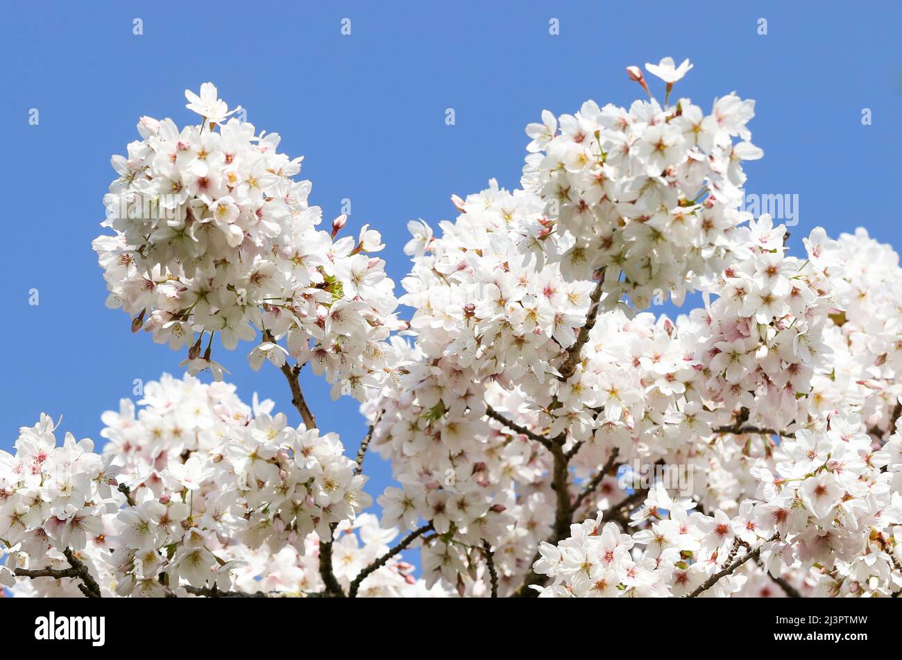 Spreading Plum tree (Prunus divaricata), pretty white flower blossoms on branches against blue sky. Spring in Dublin, Ireland Stock Photo