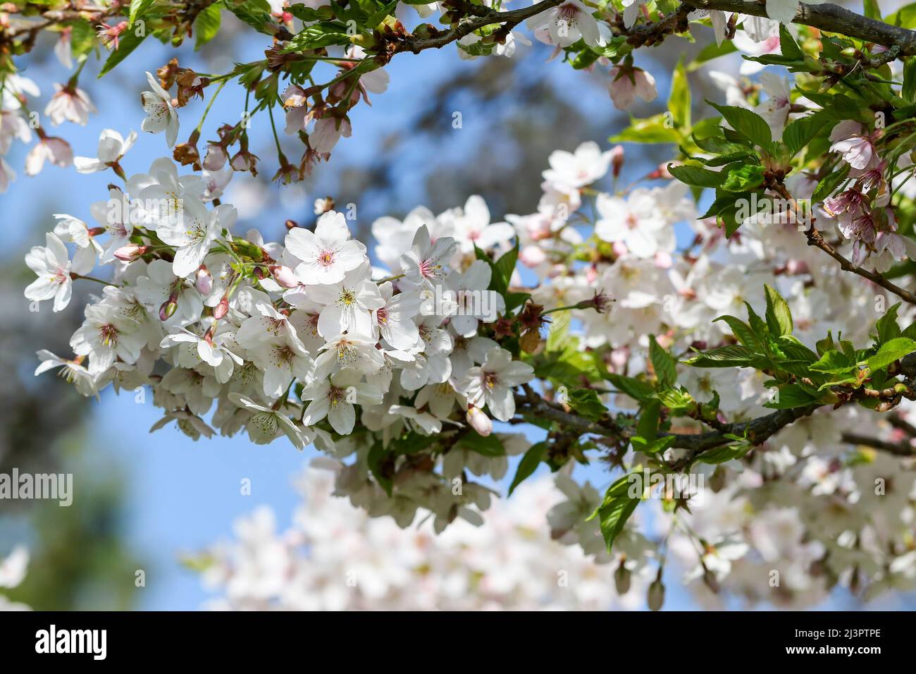 Spreading Plum tree (Prunus divaricata), pretty white flower blossoms blooming on branch in Spring. Dublin, Ireland Stock Photo