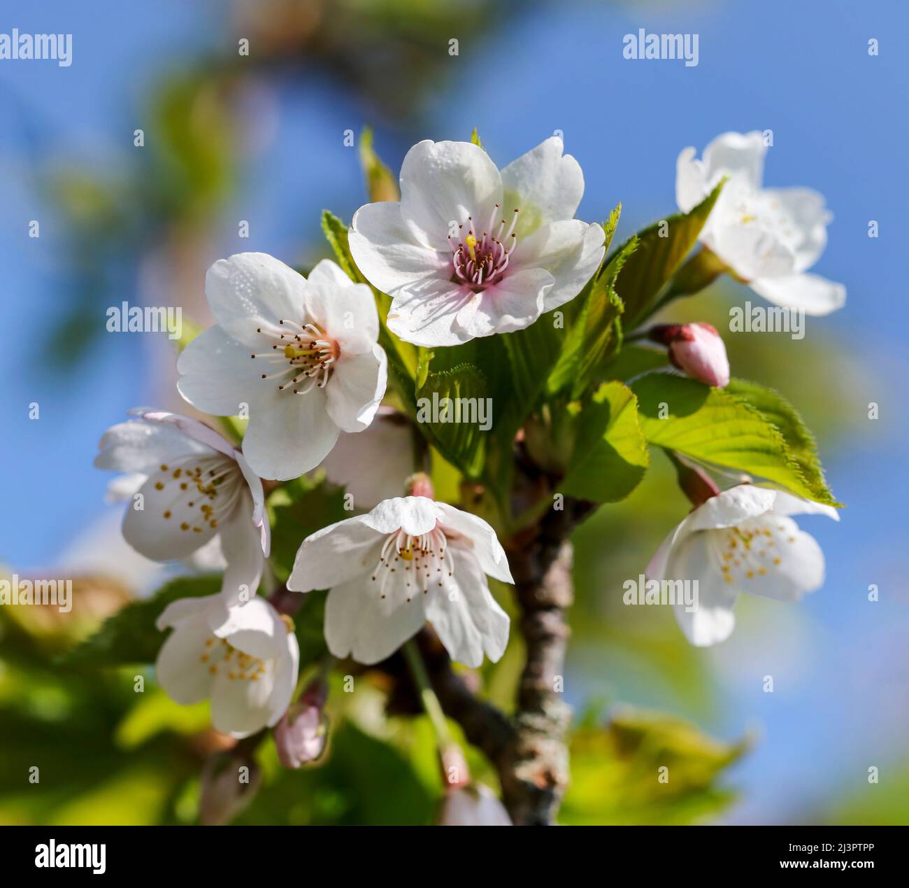 Spring blossoms of 'Spreading Plum' tree (Prunus divaricata), pink white flowers blooming during Spring Sakaru season. Macro closeup. Dublin, Ireland Stock Photo