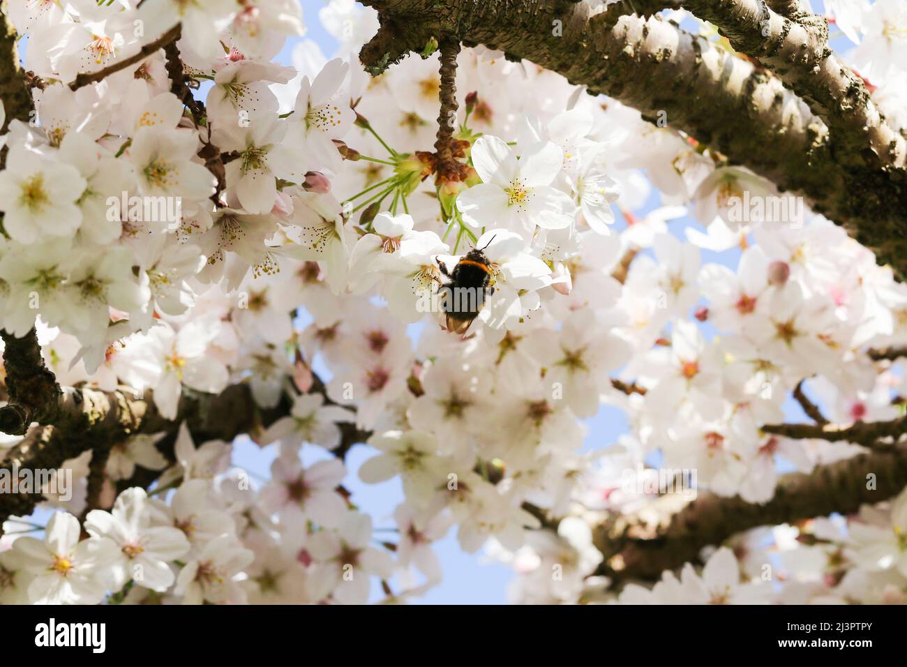 Bumblebee pollinates blossoms of Spreading Plum tree (Prunus divaricata). White flowers blooming during Spring Sakura season. Dublin, Ireland Stock Photo