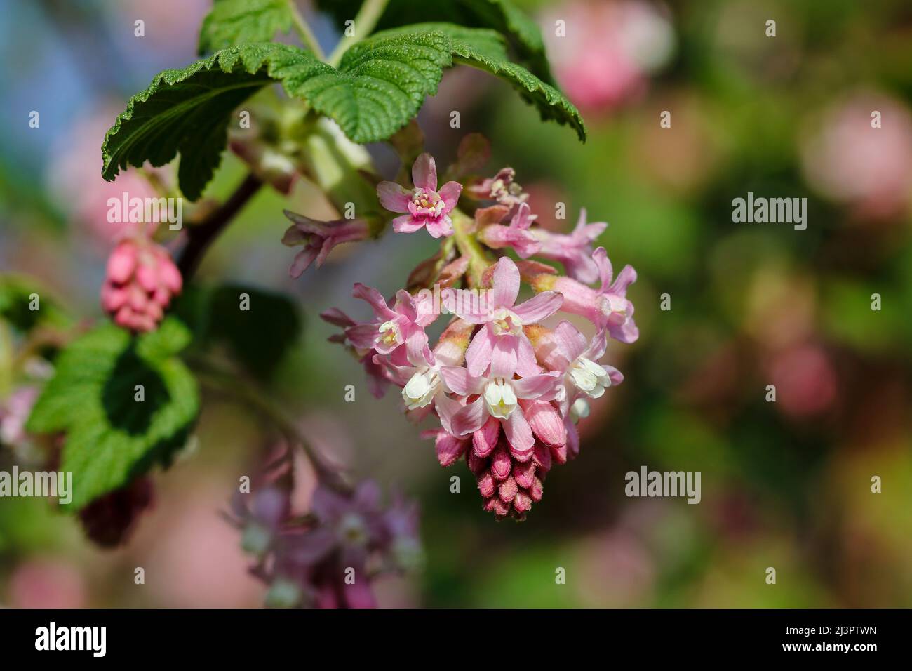 Pink flowers of 'Ribes sanguineum' or flowering currant plant. Also  'redflower currant', 'red-flowering currant' and 'red currant'. Dublin, Ireland Stock Photo