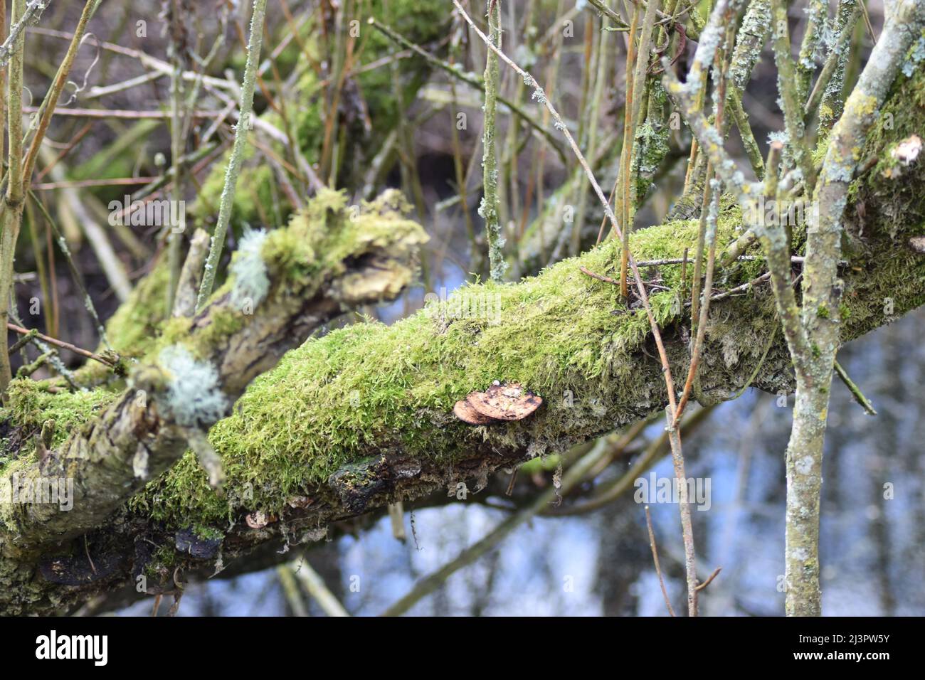 Tree branches with lichen and moss. Stock Photo