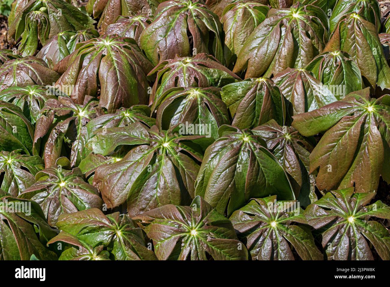 Cluster of Mayapples on a bright sunny day.  Also known as Podophyllum it is an herbaceous perennial. The rhizome, foliage and root are poisonous. Stock Photo