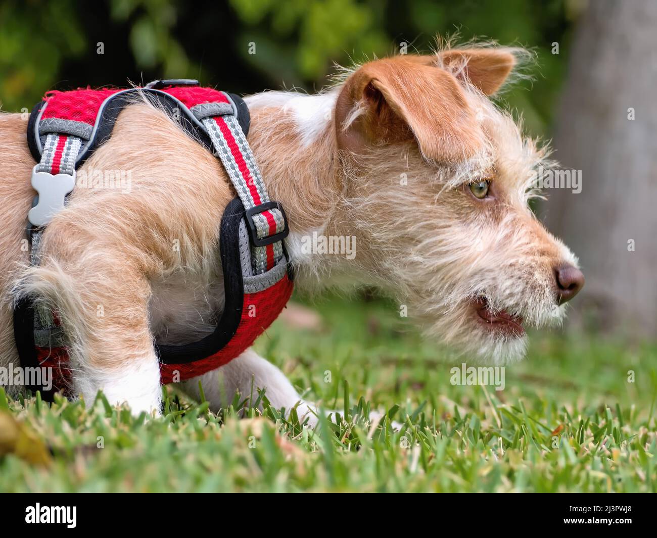 Portrait of a small 13 week old terrier mix puppy. Close-up, The pup lies in the lurking, crouched posture, ready for chasing prey. Coat color beige w Stock Photo