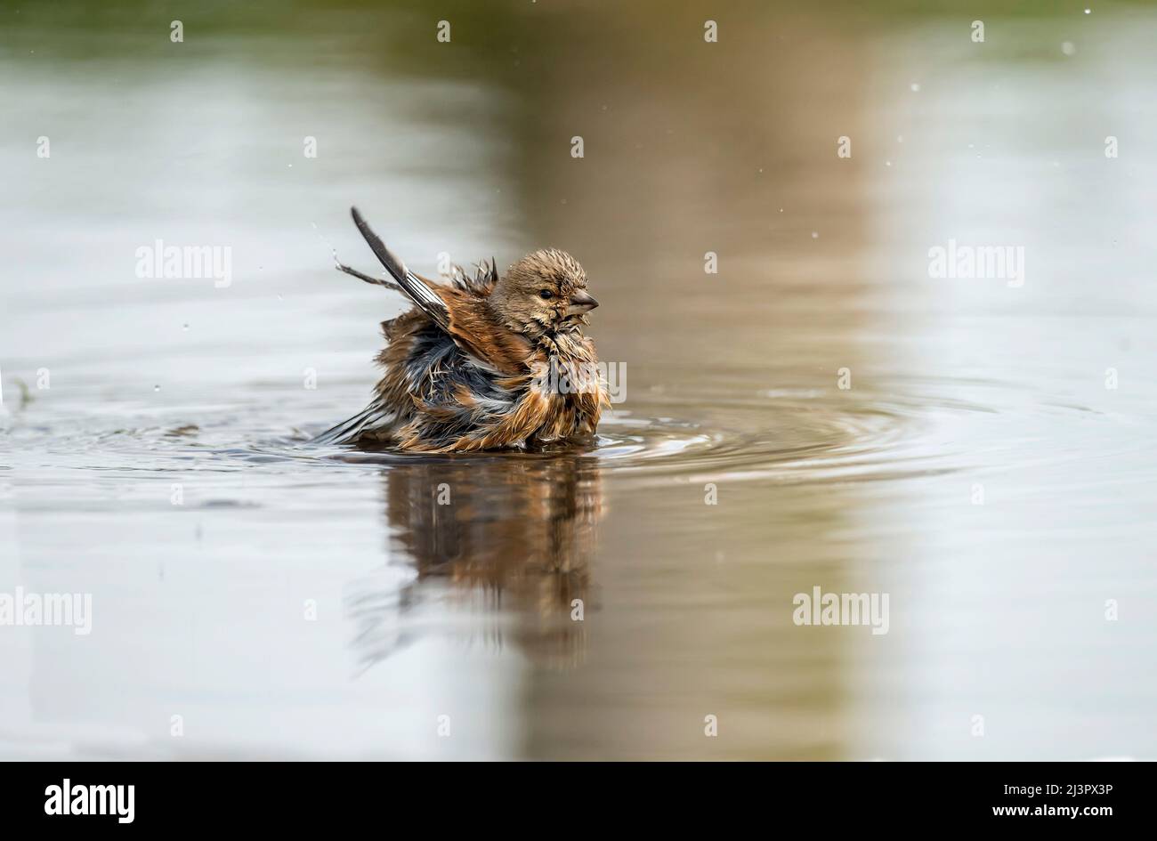 Linnet female, washing in a puddle, close up, in the spring Stock Photo