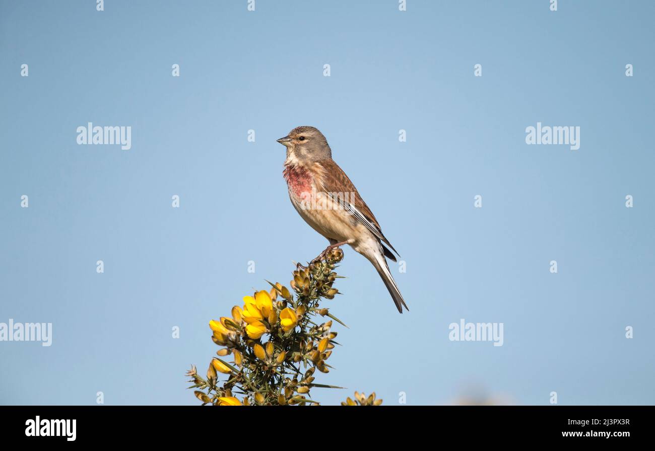 Linnet male perched on a gorse plant close up in the spring Stock Photo
