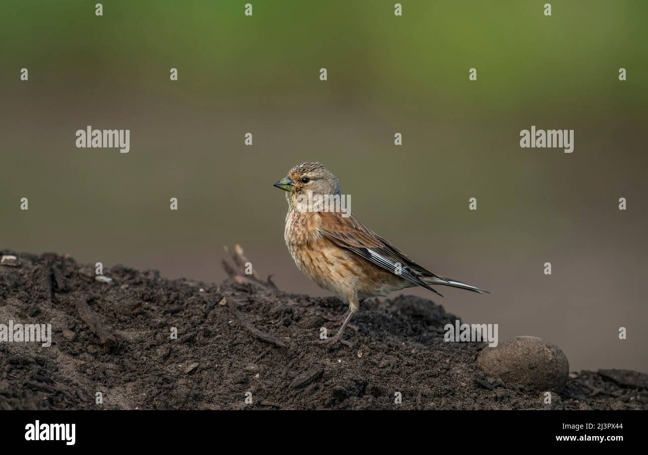Linnet female, perched on earth, close up, in the summer Stock Photo