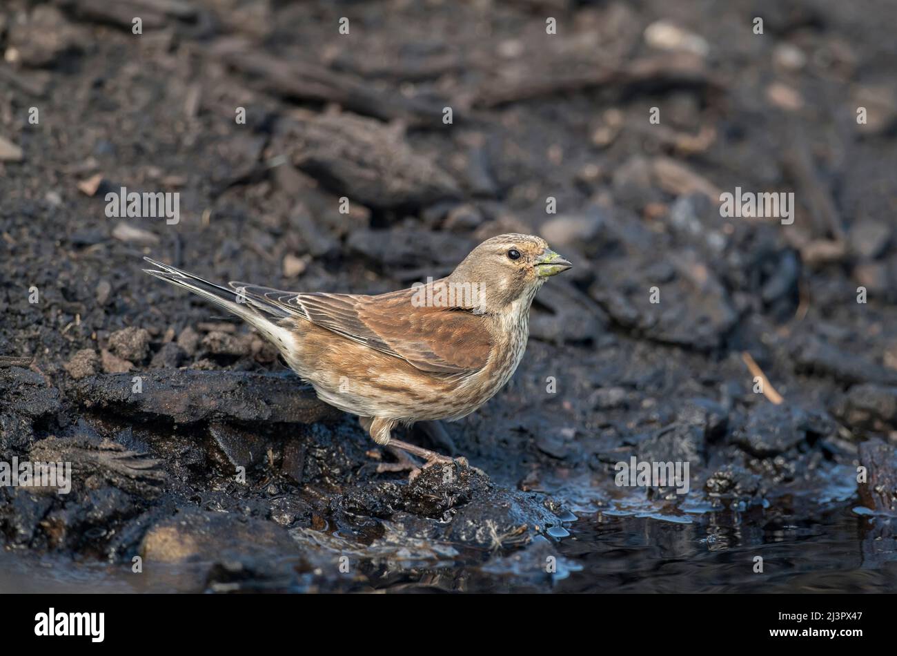 Linnet female, perched on earth, beside a pool of water, close up, in the summer Stock Photo