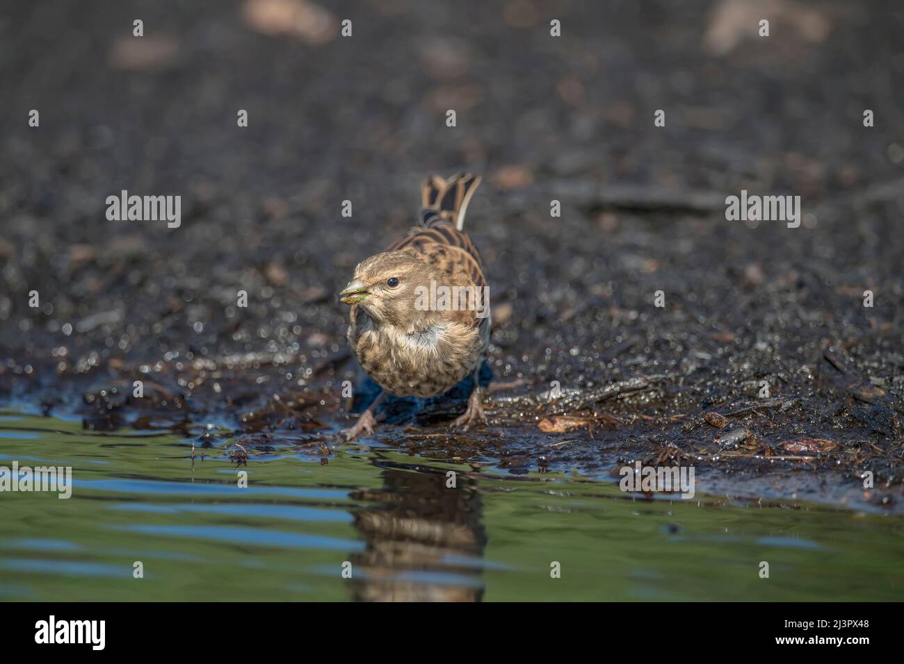 ALinnet female, perched on earth, beside a pool of water, close up, in the summer Stock Photo