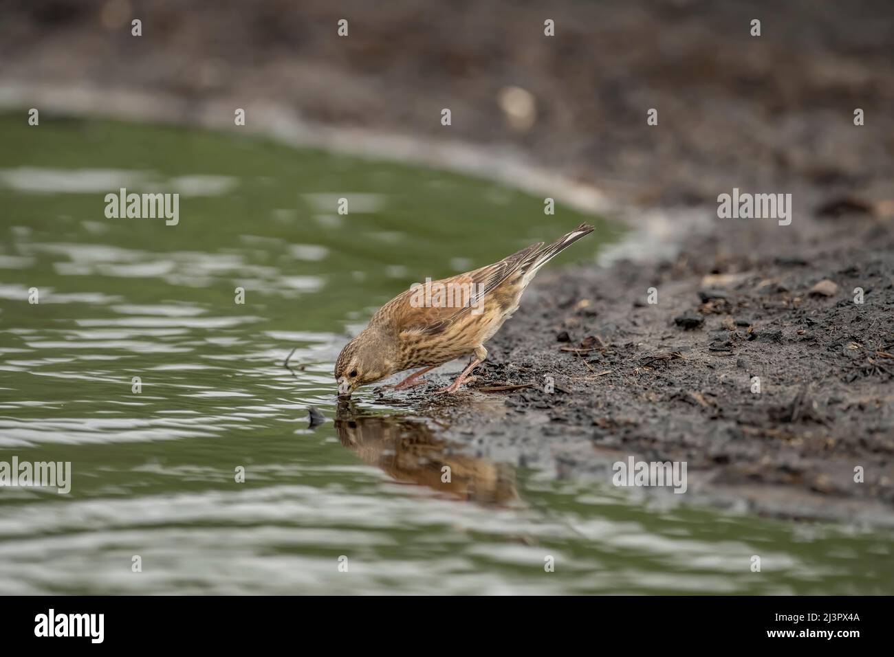 Linnet male, perched on earth, drinking from a pool of water, close up, in the summer Stock Photo