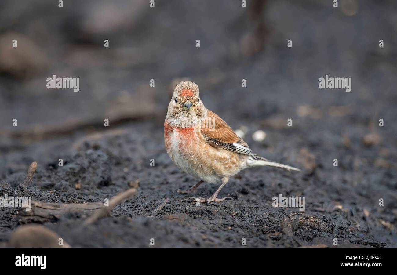 A male Linnet, perched on a pile of earth, close up, in the summer Stock Photo