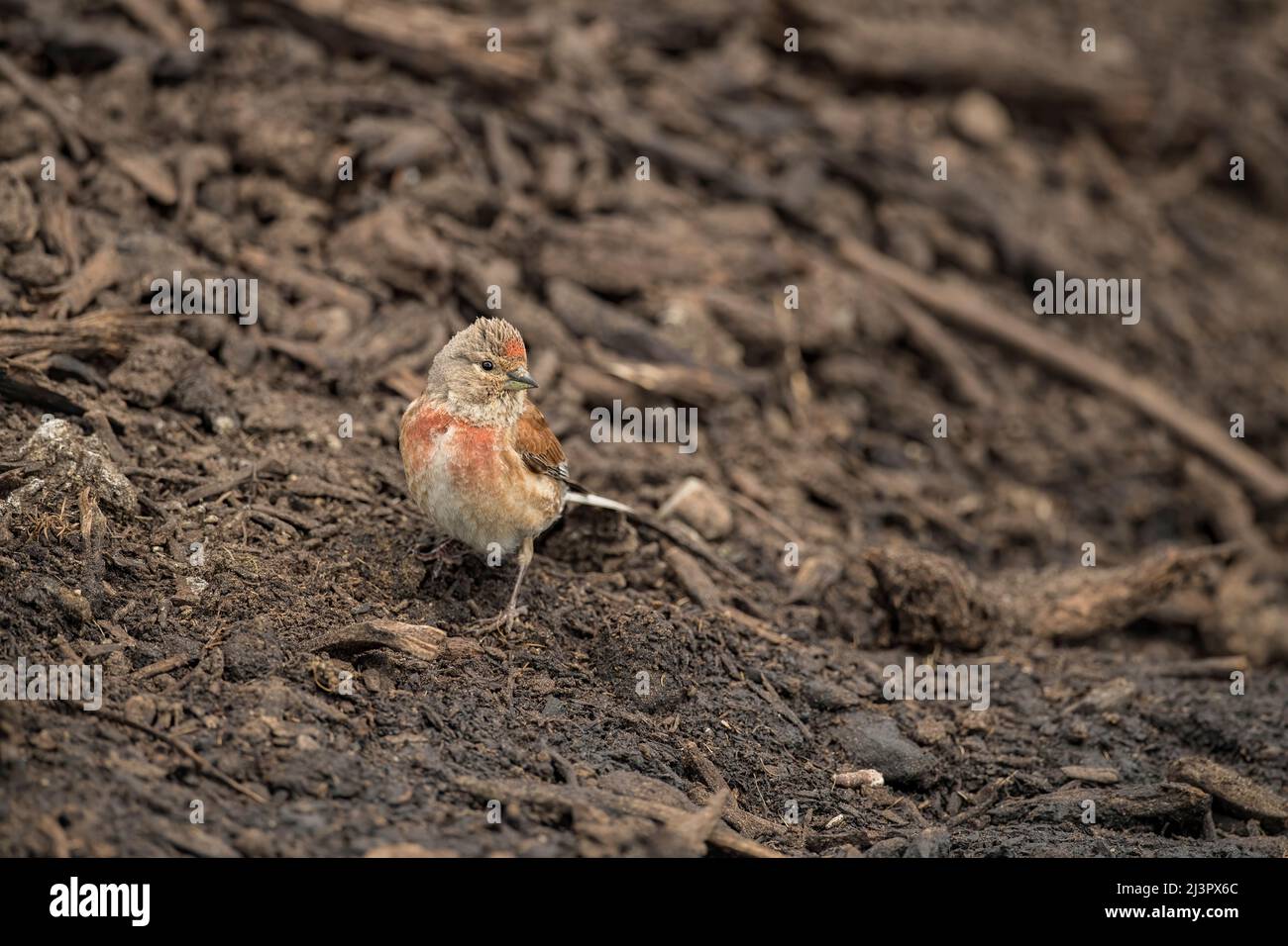 Linnet male, perched on earth, beside a pool of water in the summer Stock Photo