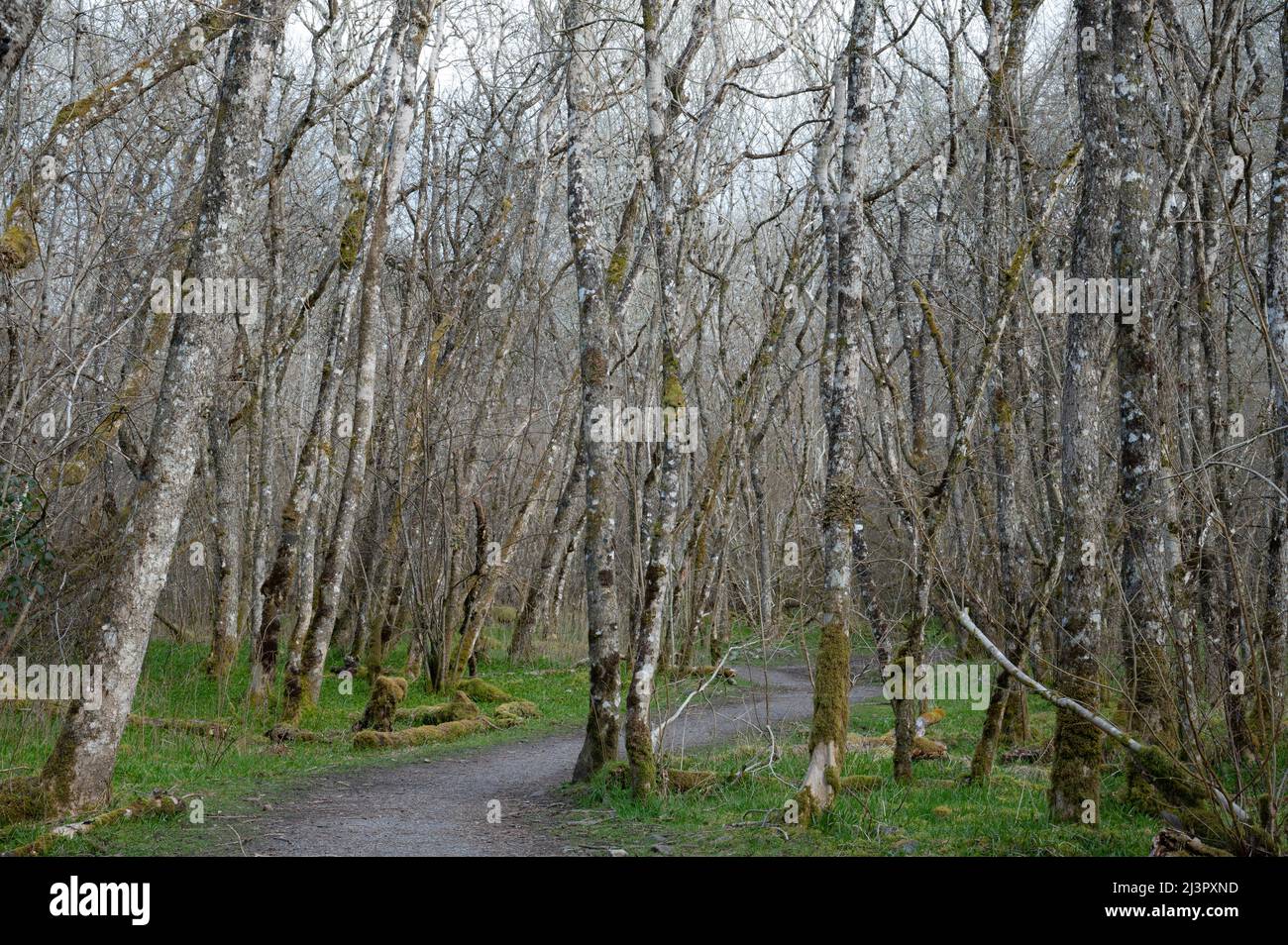 The Cover, a small pocket of woodland in Urquhart Bay on Loch Ness at the edge of Drumnadrochit is a tranquil place for a walk any time of year. Stock Photo