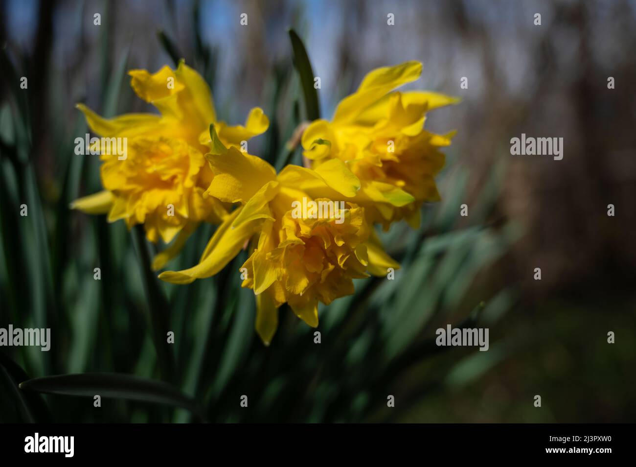 Daffodils in The Cover, Drumandrochit. Stock Photo