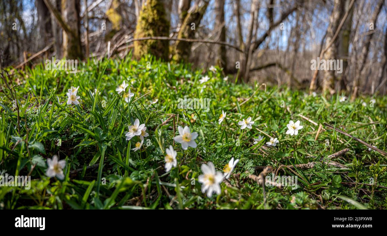 Wood Anemones growing at The Cover, Drumnadrochit. Stock Photo