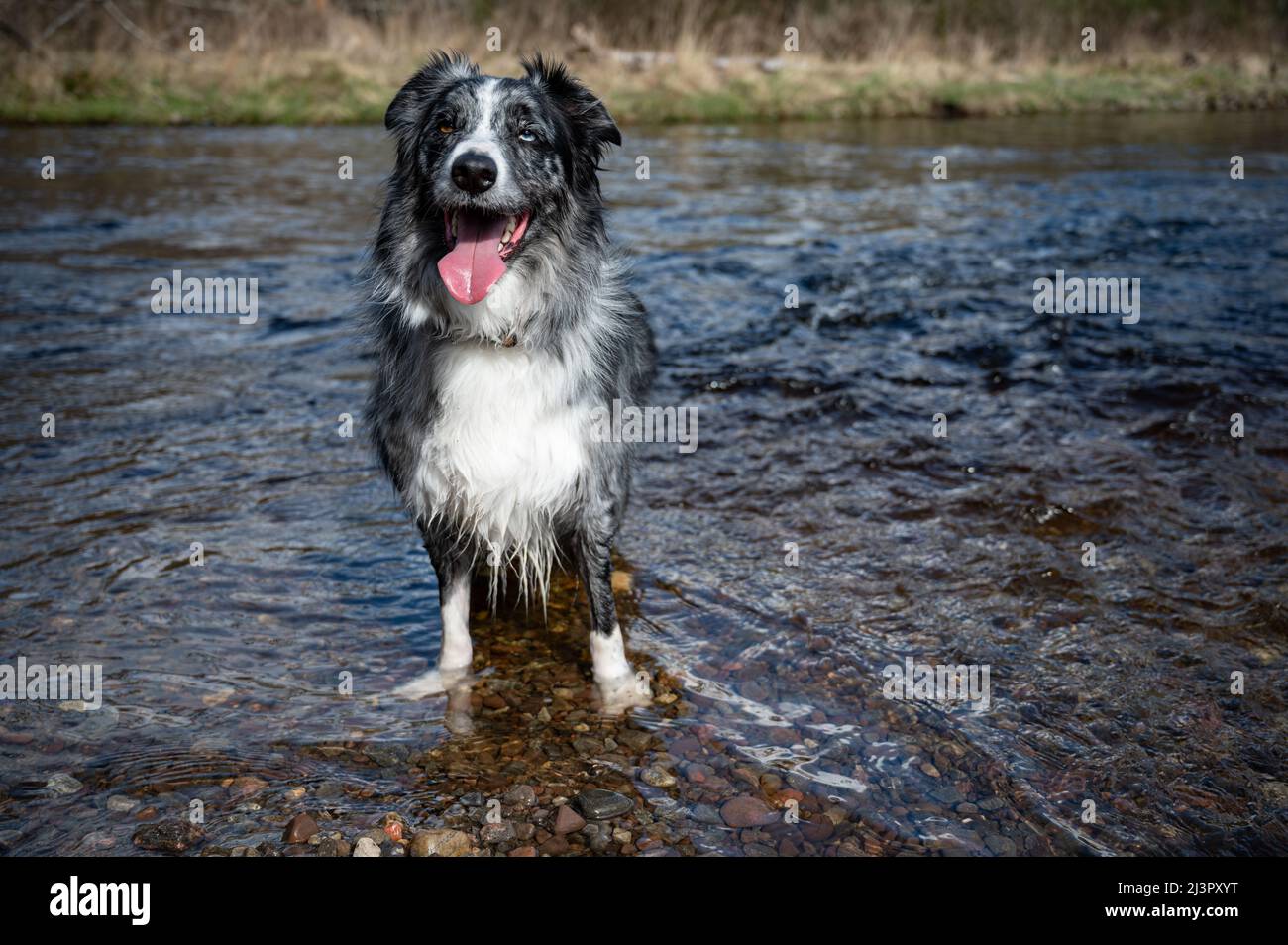 A blue merle border collie standing in the River Coiltie Stock Photo